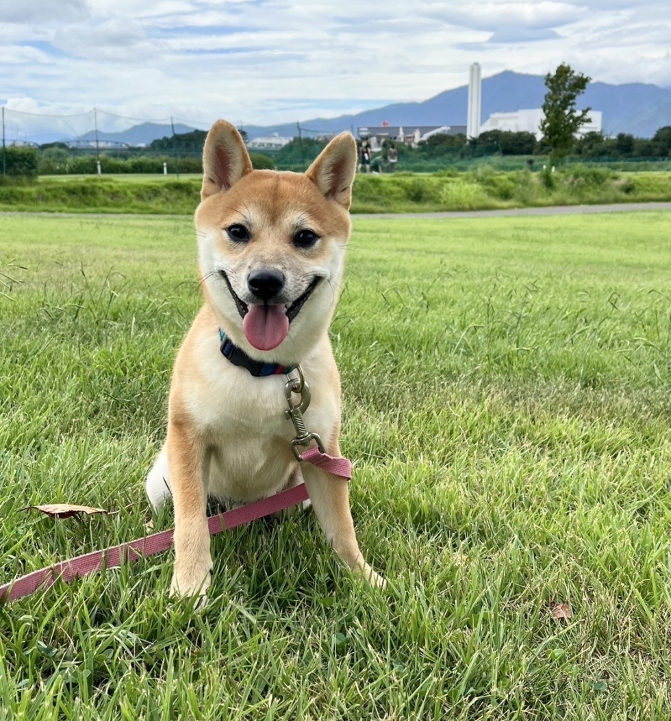 海老名市　青野様　あおくん(柴犬）