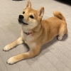 厚木市　尾畑さま　豆柴　マシュちゃん(♀)
