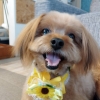 座間市　A様　なつきくん（ミックス犬）