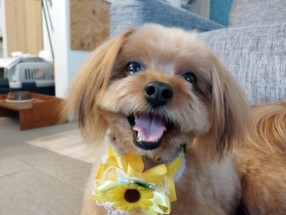 座間市 A様 なつきくん(ミックス犬♂)