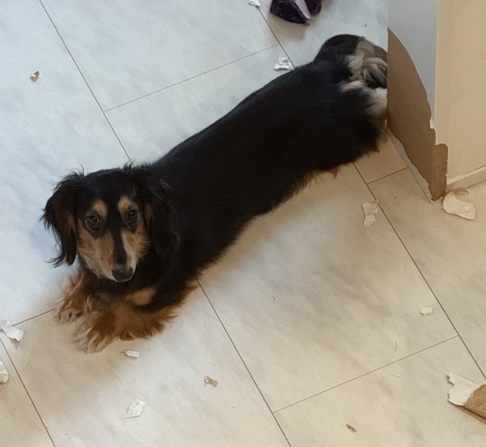 海老名市　石田さま　ちょこくん(ミニチュアダックス　♂)