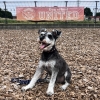 相模原市 瀧口さま シャックくん(Mシュナウザー ♂)