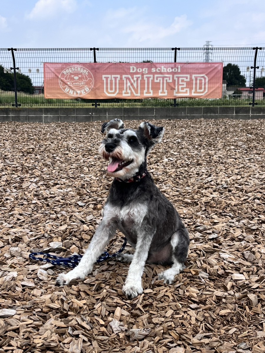 相模原市 瀧口さま シャックくん(Mシュナウザー ♂)